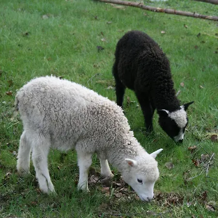 Farm stay Valkeisen Loma Ahtari